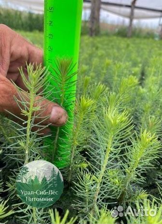 Сеянцы зкс Сосна окс Ель Лиственница Горная