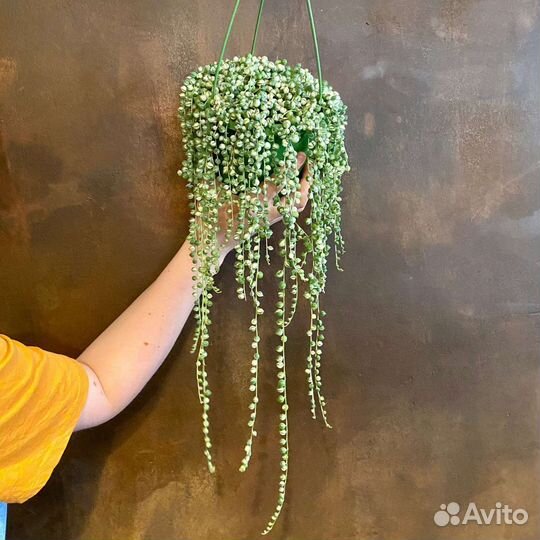 Крестовник роули вариегатный