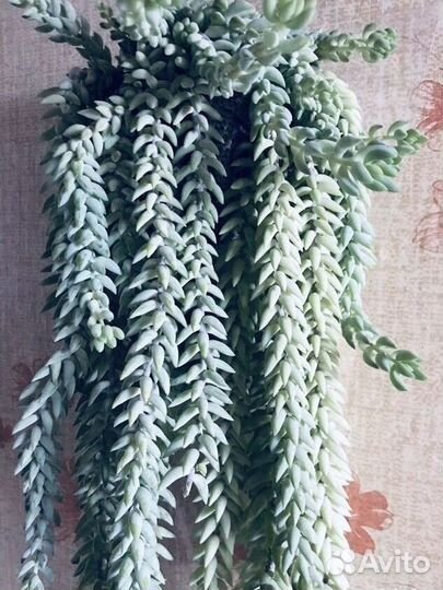 Седум Моргана / Очиток / Суккулент