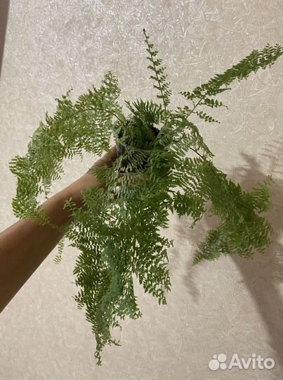 Нефролеписы сортовые