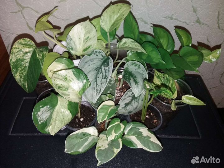 Сциндапсусы и эпипремнумы