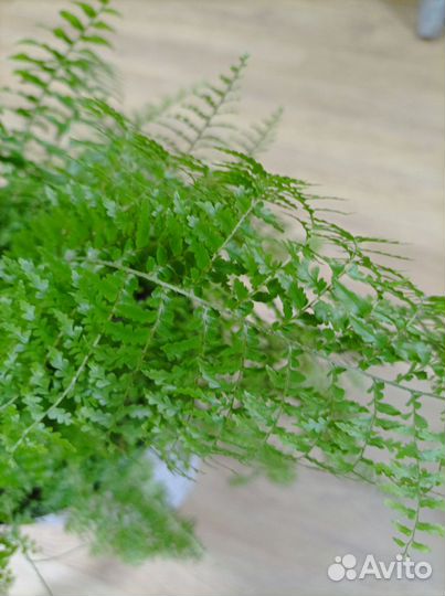 Папоротник комнатный большой