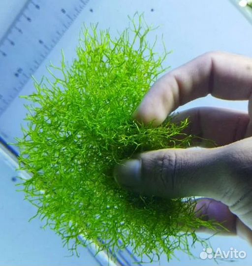 Риччия - аквариумное растение