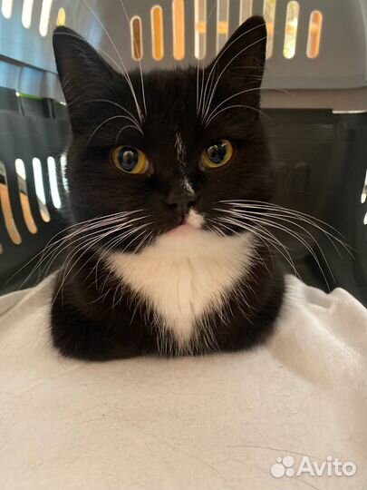 Кошка в дар