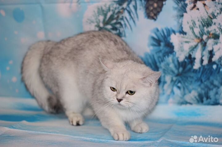 Британская серебристая шиншилла Ns11 33Разведение