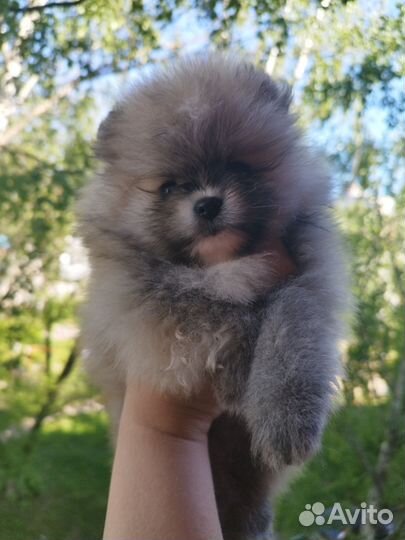 Щенки шпица