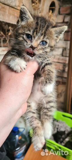 Котёнок - тигрёнок