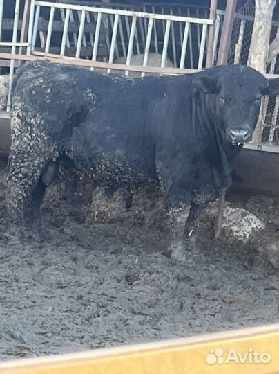 Быки на племя