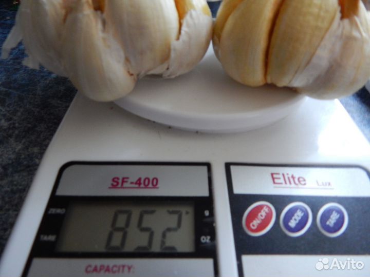 Чеснок рокамболь