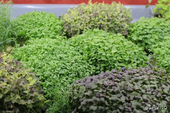 Микрозелень в Темрюке и Темрюкском районе