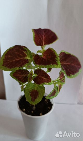 Колеусы сортовые