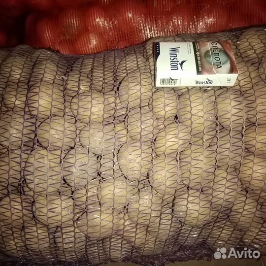 Семенной картофель Гала