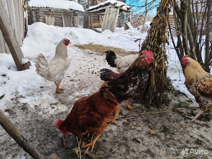 Молодые петушки