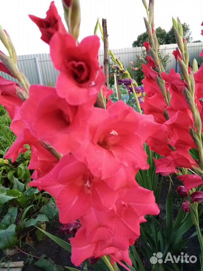 Гладиолусы, георгины