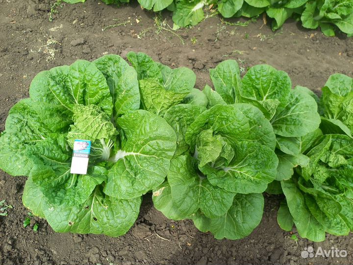 Пекинская капуста