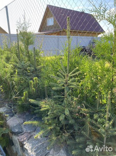 Ель Колючая (голубая)