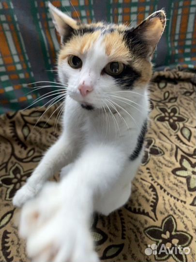 Отдам кошку