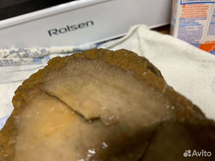 Бивень рог окаменелость