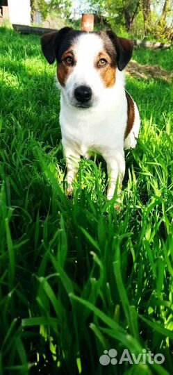 Случка собак