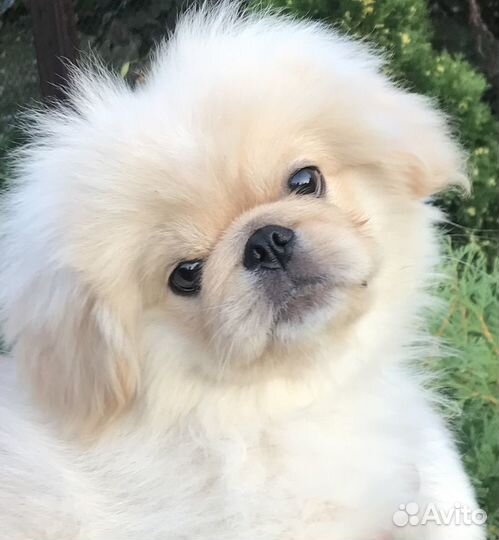 Щенки пекинеса