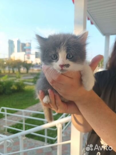 Кошка и котята в добрые руки