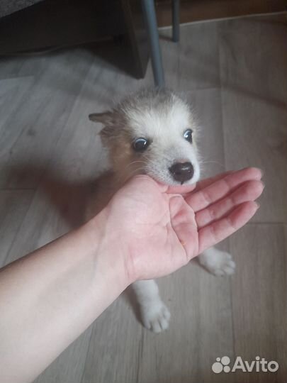 Щенки бесплатно