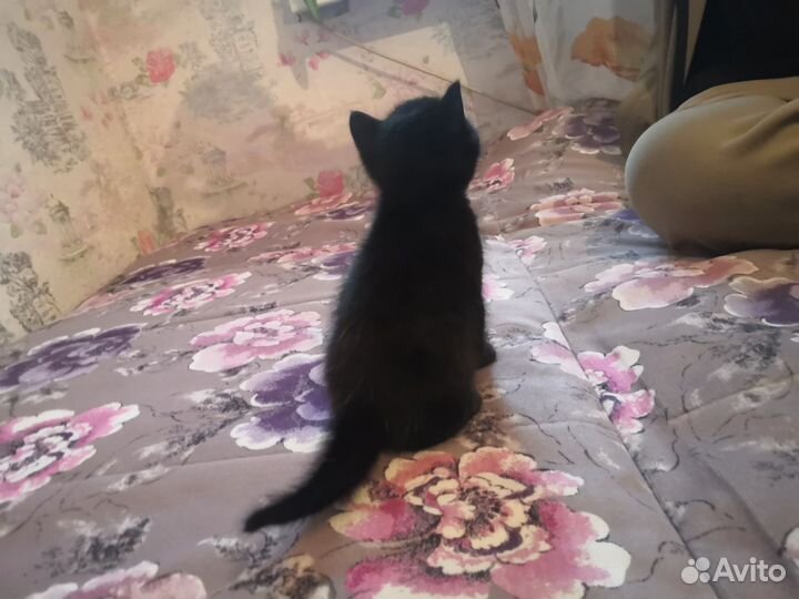 Котята в дар бесплатно