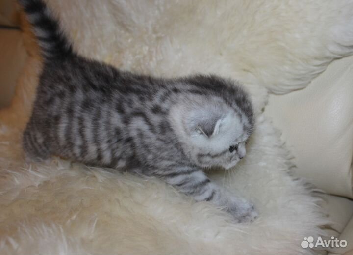 Шотландские котята: скоттиш-фолд и скоттиш-страйт