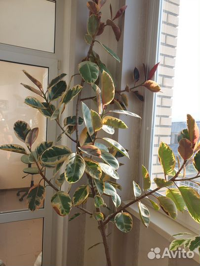 Комнатные растения, Фикус