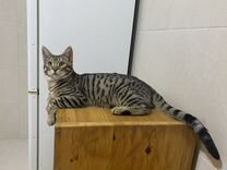 Саванна котик Тайсон