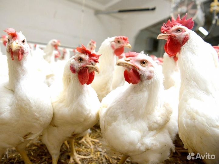 Куры несушки
