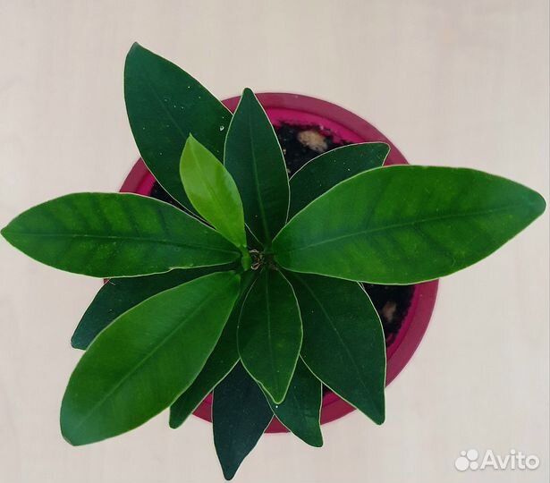 Фикусы три вида