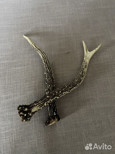 Рога дикой козы