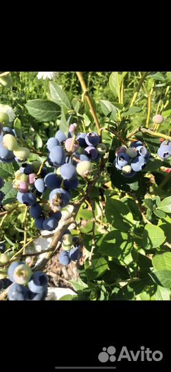 Растения для сада