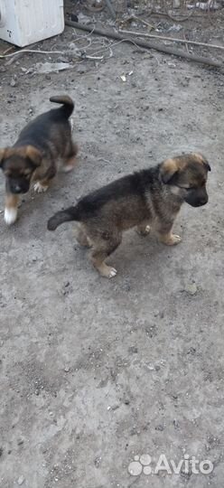 Щенки немецкой овчарки