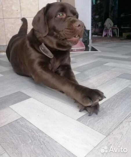 Продам лабрадора