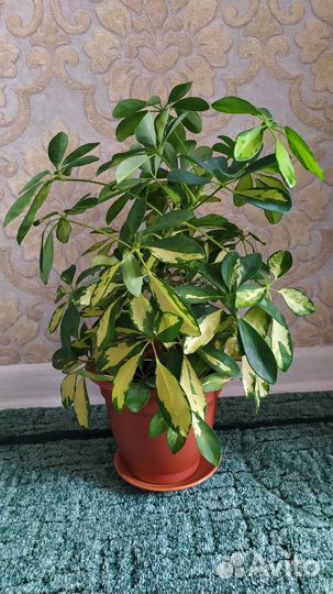 Цветы комнатные