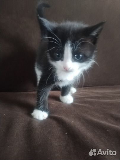 Котёнок девочка