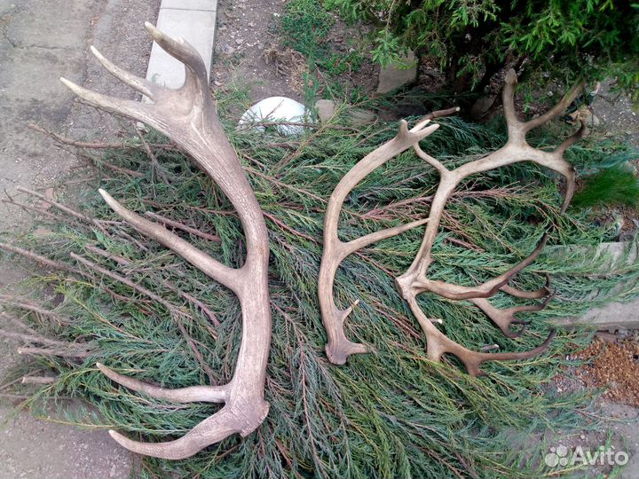 Продам рожки