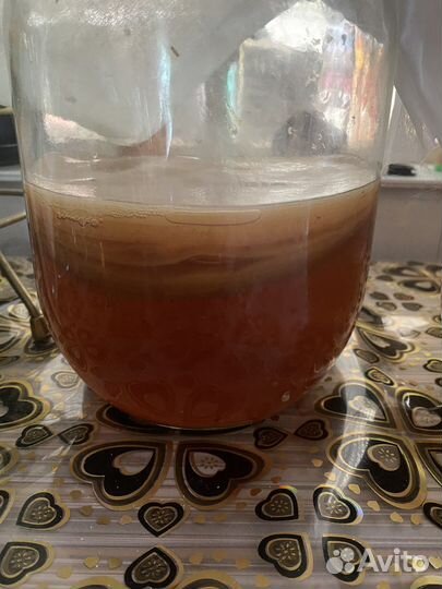 Чайный гриб