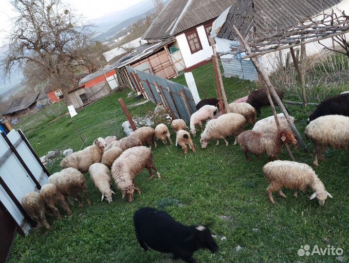 Овцы бараны