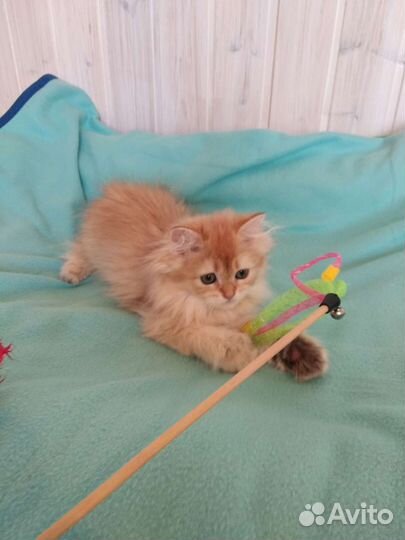 Британская золотая шиншилла