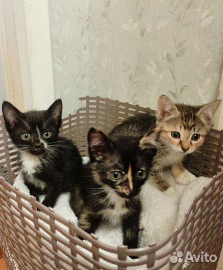 Котята мальчик и девочки