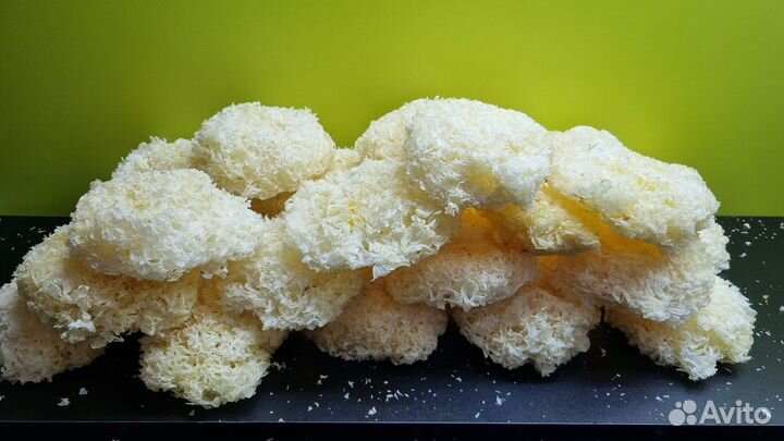 Ледяной белый гриб