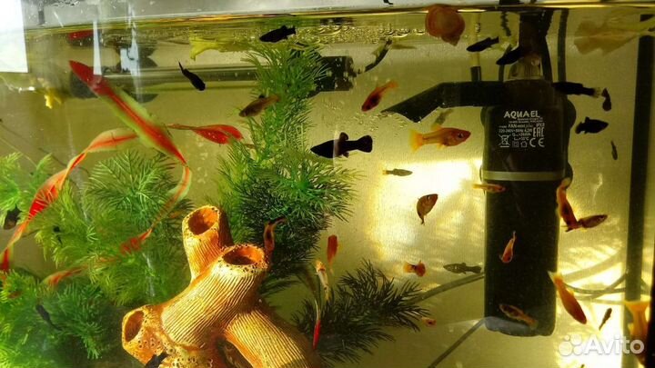 Моллинезия Сфенопс, мальки, подростки