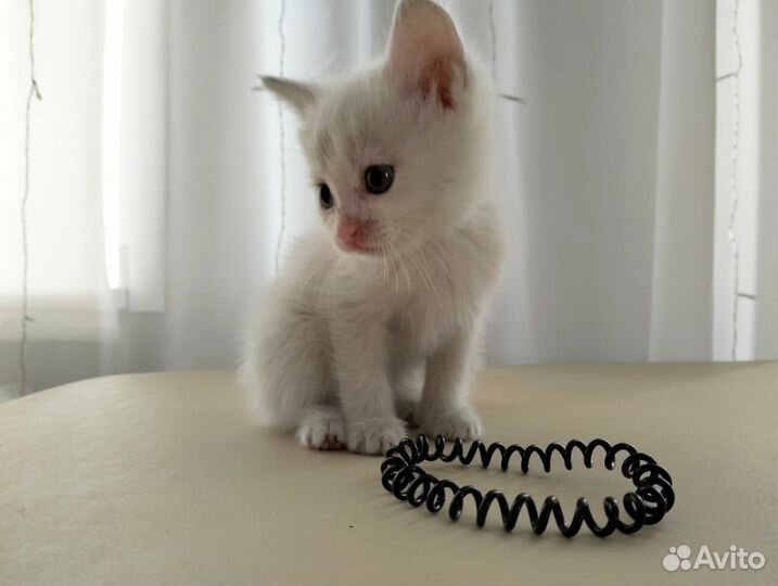 Кошки в добрые руки