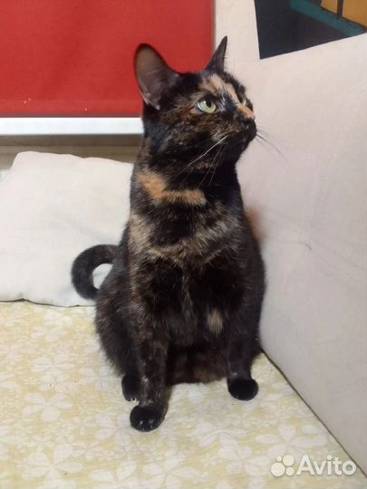 Чудесная трогательная редкого окраса Камилла