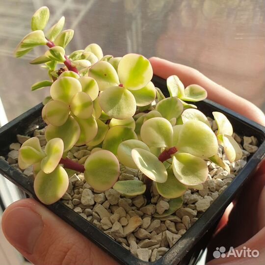 Суккуленты