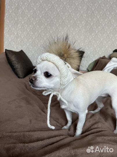 Шапка для маленьких собак