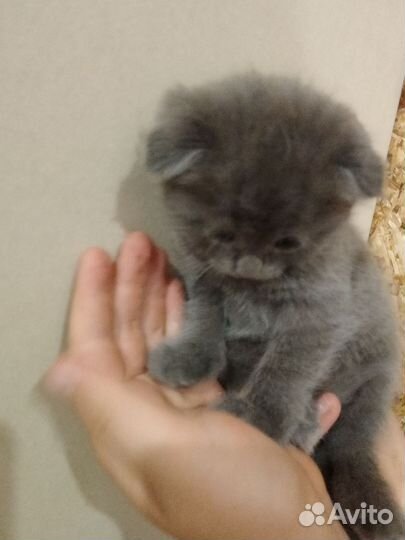 Котятки в добрые руки